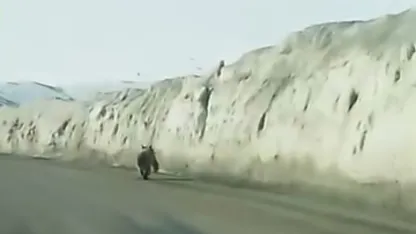 Gürpınar’da Dev Ayı Kamerada: Sürücüler Şaşkına Döndü