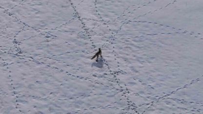 Van Kırsalında Doğanın Kanunu: Aç Kalan Tilkinin Hayatta Kalma Mücadelesi