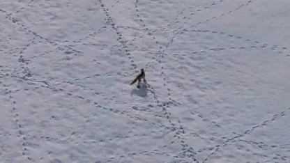 Van Kırsalında Doğanın Kanunu: Aç Kalan Tilkinin Hayatta Kalma Mücadelesi