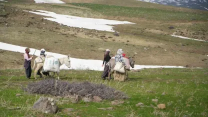 Muş Dağlarından Sofralara Şifa Yolculuğu: Tırlarla Sevkiyat Yapılıyor