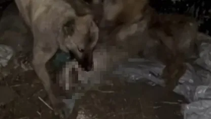 Van Özalp'te Kurt Baskını: Kangal Köpekleri Ahırı Böyle Korudu