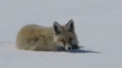 Ardahan’da Doğanın Sessiz Tanığı: 2750 Rakımda Tilki Objektiflere Yansıdı