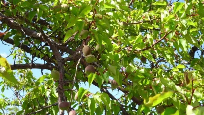 Malatya’da Kayısıda Çağla Heyecanı: Üreticinin Gözü Mayıs Ayında!
