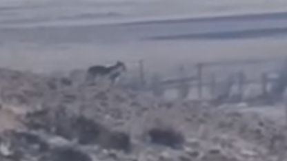 Van Özalp’te Kurt Alarmı: Sürüye Yaklaşan Kurtlar Cep Telefonu Kamerasında