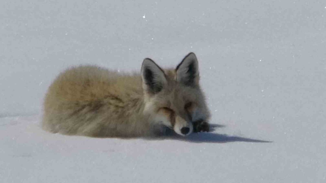 Ardahan’da Doğanın Sessiz Tanığı: 2750 Rakımda Tilki Objektiflere Yansıdı