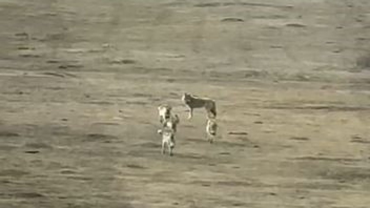 Ardahan’da Kurt Sürüsü Köy Yakınlarında Görüntülendi