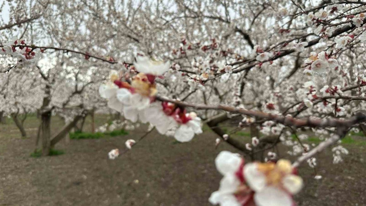 Beyaz Gelinliğini Giydi: Kağızman’da Kayısı Ağaçları Görsel Şölen Sunuyor
