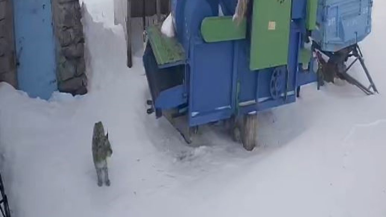 Doğanın Gizemli Kedisi Kapıya Kadar Geldi: Ardahan'da Nesli Tükenme Tehlikesindeki Vaşak Köyde Görüldü