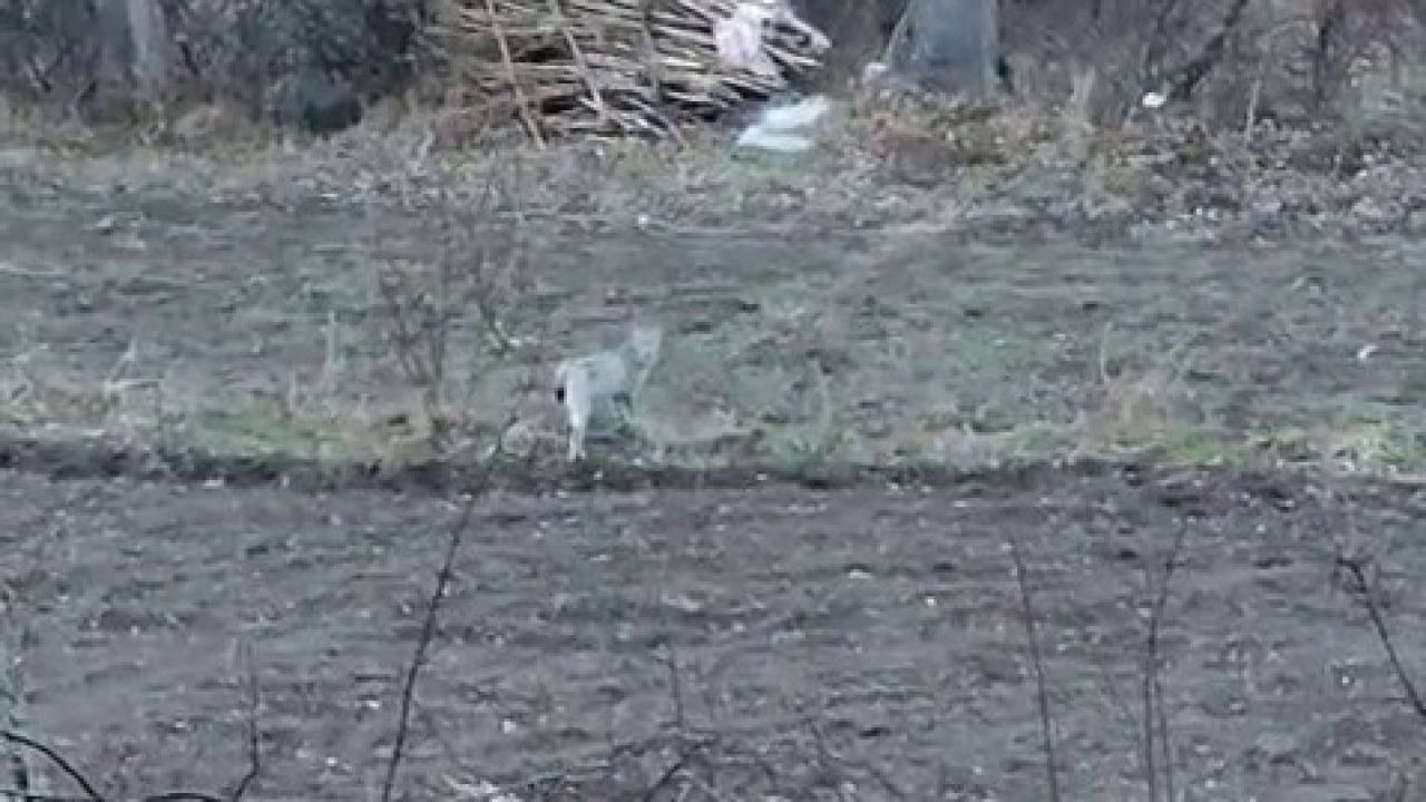 Doğanın Gizemli Misafiri Bu Kez Erzurum’da Görüldü