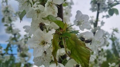 Doğunun Çukurovası Beyaza Büründü: Iğdır’da Görsel Şölen