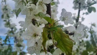 Doğunun Çukurovası Beyaza Büründü: Iğdır’da Görsel Şölen