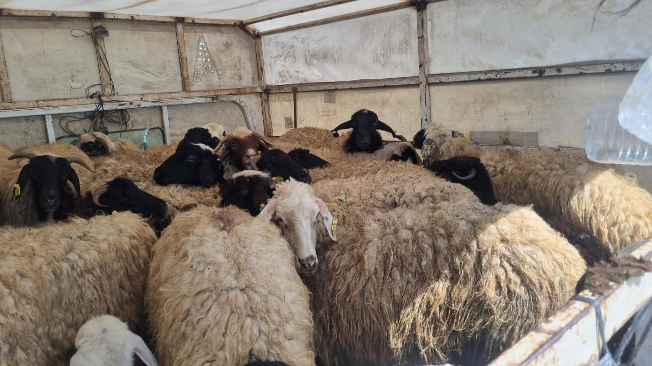 Havaların Isınmasıyla Iğdır’da Göçerlerin Yayla Yolculuğu Başladı