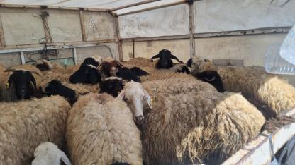 Havaların Isınmasıyla Iğdır’da Göçerlerin Yayla Yolculuğu Başladı