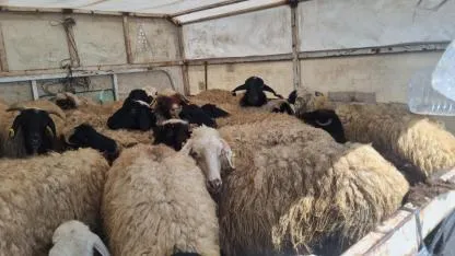 Havaların Isınmasıyla Iğdır’da Göçerlerin Yayla Yolculuğu Başladı