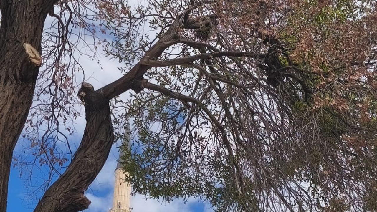 Iğdır merkezde korkutan görüntü: “dikkat, kütük düşebilir!”