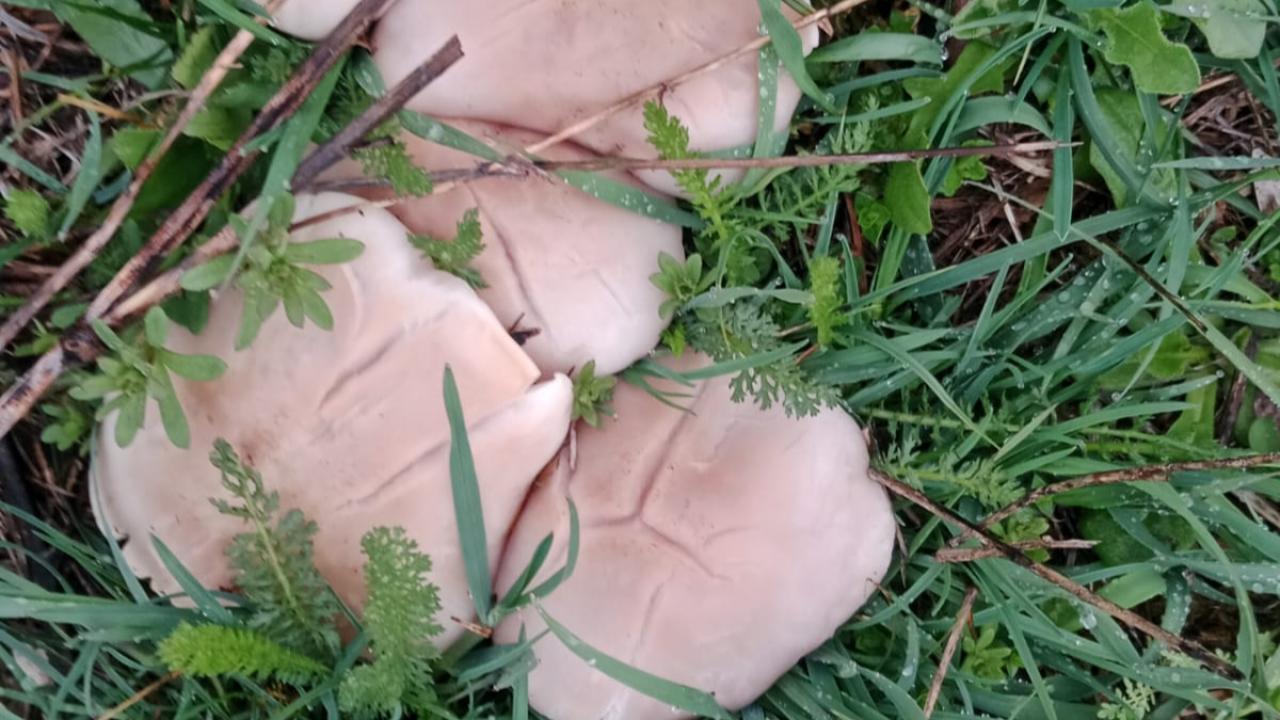 Iğdır yaylalarında cincile mantarı bereketi