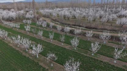 Iğdır'da Bir İlk: Kayısı Çiçeği Festivali Başlıyor!