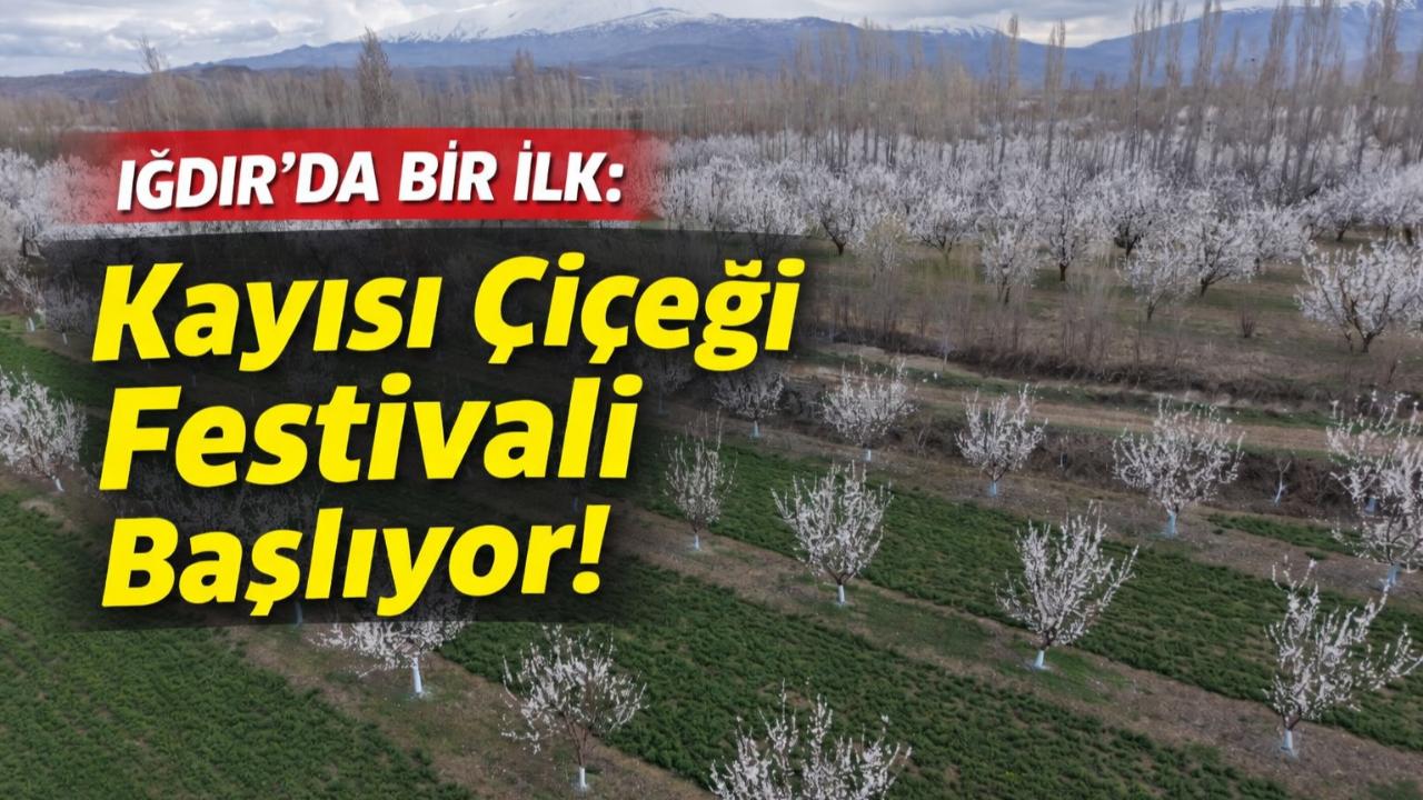 Iğdır'da Bir İlk: Kayısı Çiçeği Festivali Başlıyor!