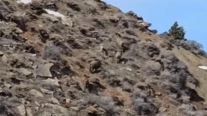 Iğdır’da Dağcılar Domuz Sürüsüyle Karşılaştı