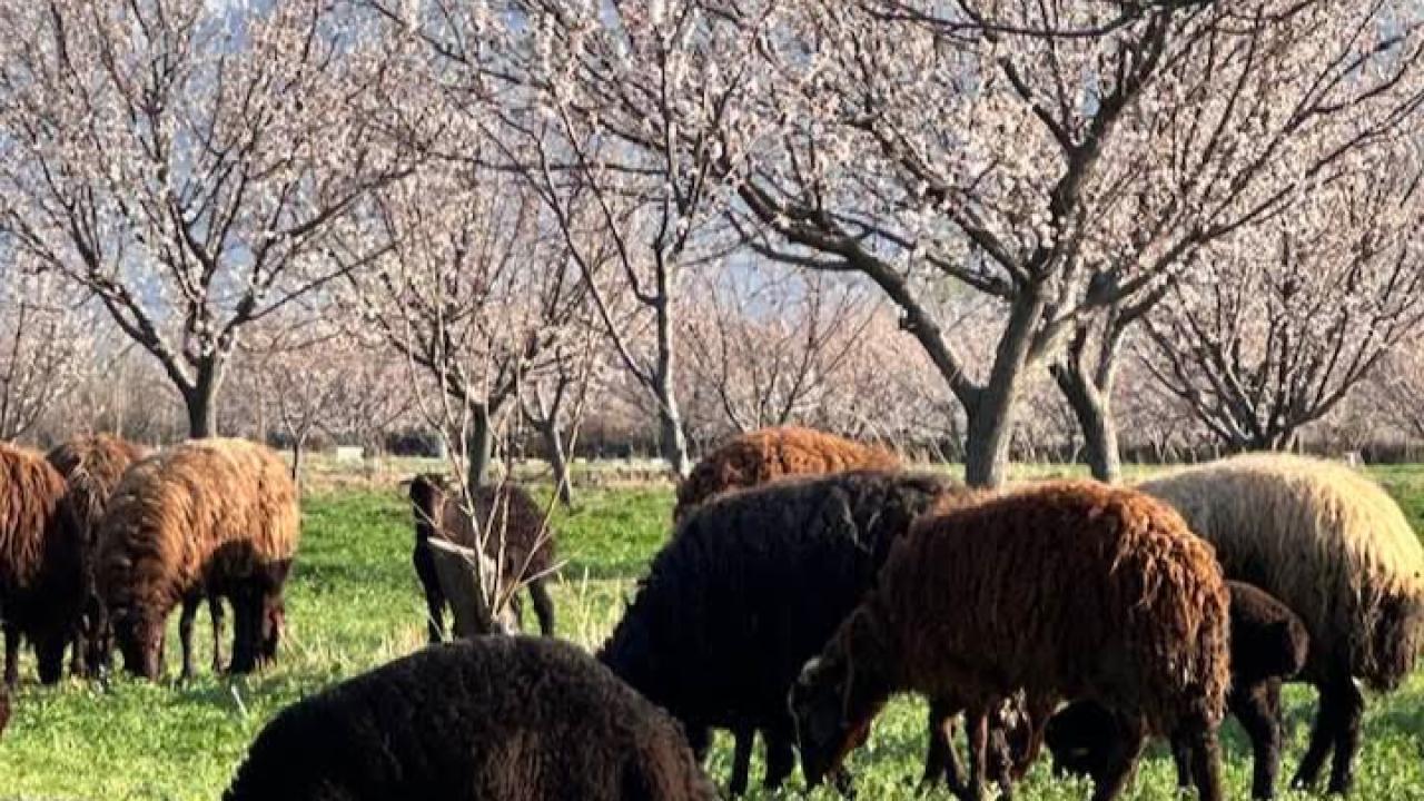 Iğdır’da Görsel Şölen: Ovada Bahar, Zirvede Kış!