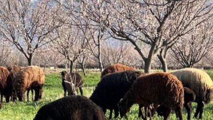 Iğdır’da Görsel Şölen: Ovada Bahar, Zirvede Kış!