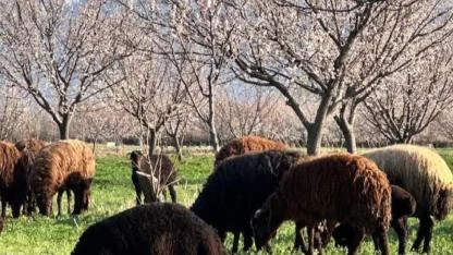 Iğdır’da Görsel Şölen: Ovada Bahar, Zirvede Kış!