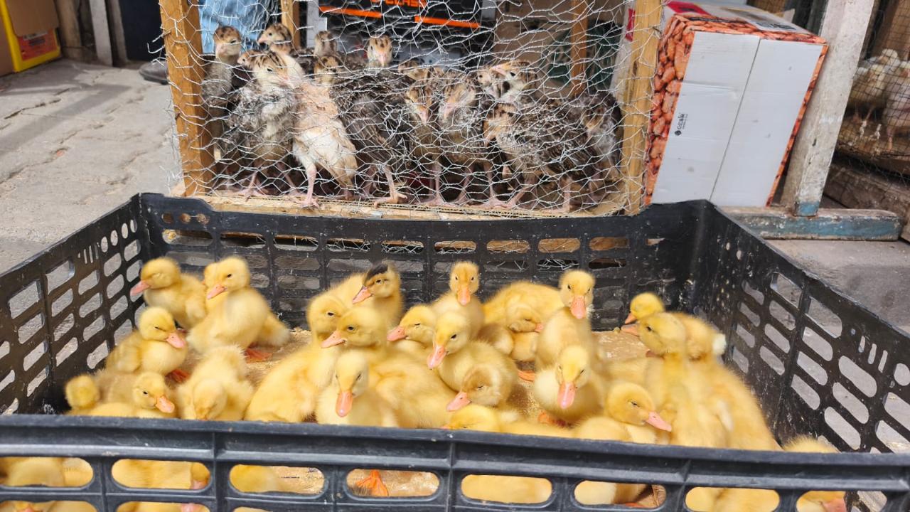 Iğdır’da Renkli Civcivler Vitrine Çıktı