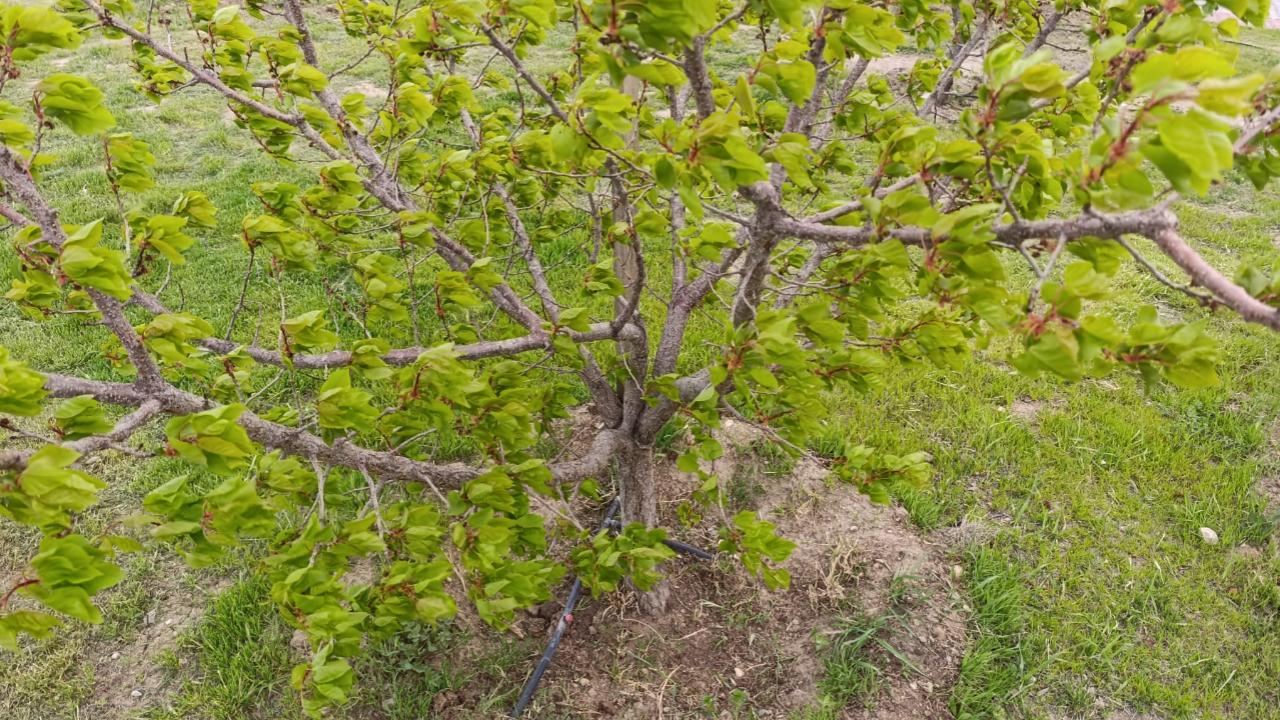 Iğdır’da Zirai Don Mesaisi: Kayısı Üreticisine Destek Çağrısı