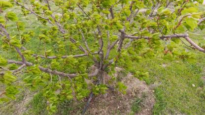 Iğdır’da Zirai Don Mesaisi: Kayısı Üreticisine Destek Çağrısı