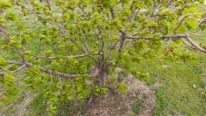 Iğdır’da Zirai Don Mesaisi: Kayısı Üreticisine Destek Çağrısı