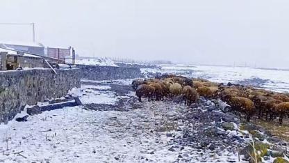 Iğdırlı Göçerler Kara Kara Düşünüyor: Yayla Yoluna Kar Engeli