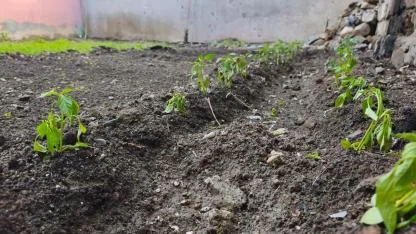 Iğdırlı Vatandaşlardan Pahalılığa Karşı “Mini Bahçe” Önlemi