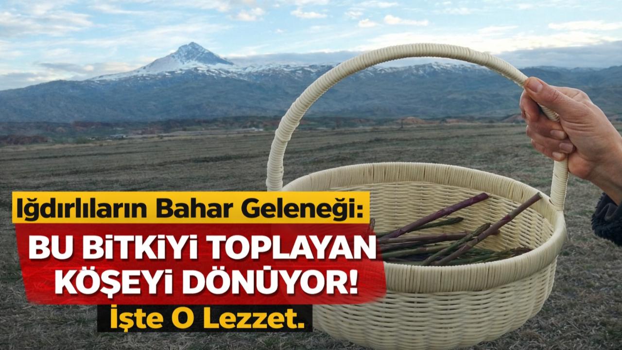 Iğdırlıların Bahar Geleneği: Bu Bitkiyi Toplayan Köşeyi Dönüyor! İşte O Lezzet