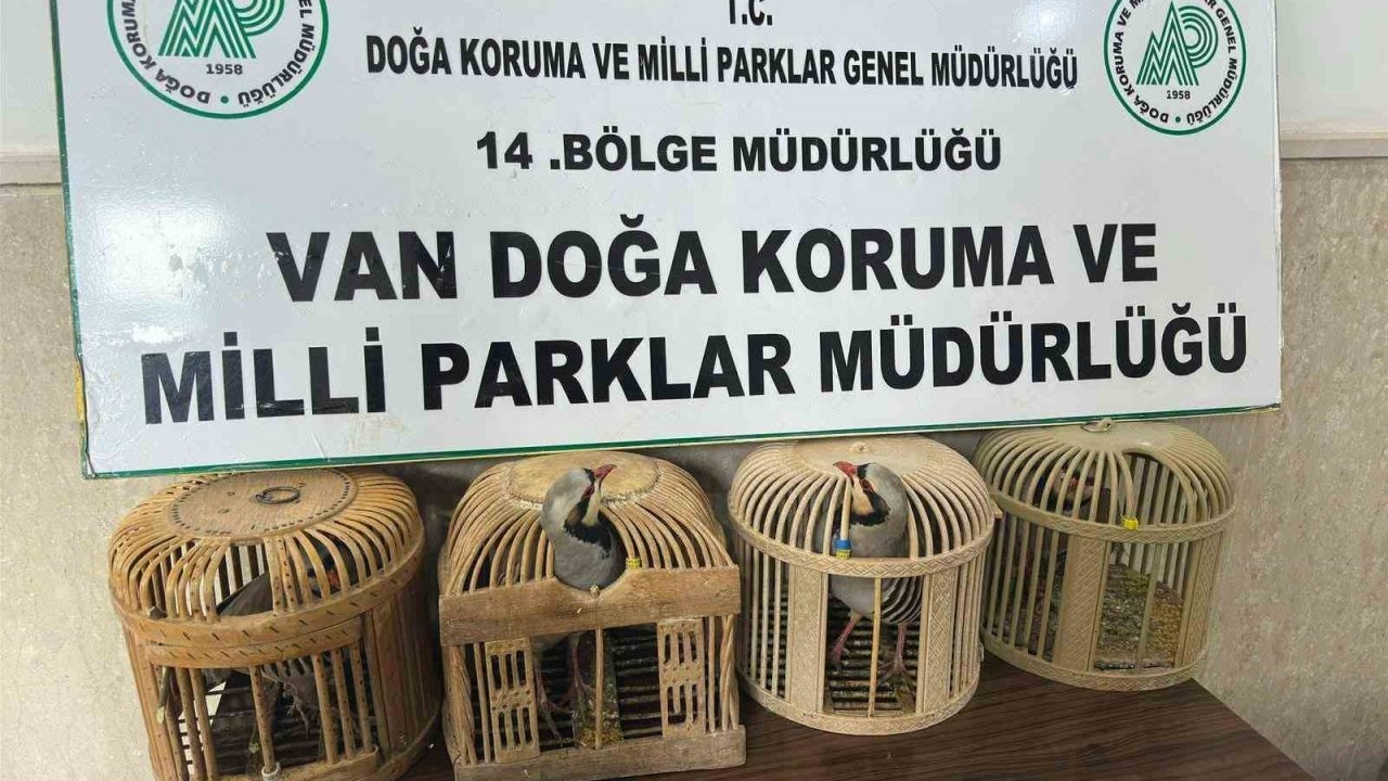 Kaçak Avcıya Geçit Yok: Gevaş'ta Kınalı Keklik Avlayan Şahsa 86 Bin Lira Ceza Kesildi