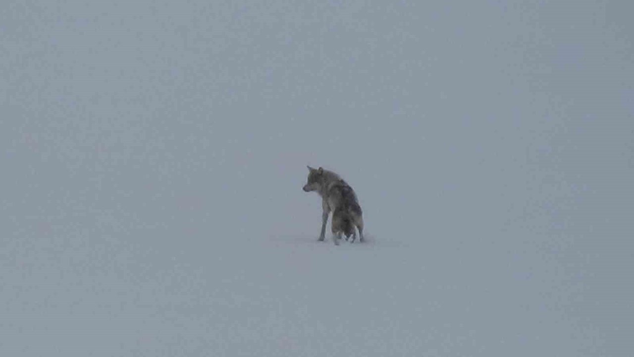 Kars’ta Karlı Arazide Tek Başına İlerleyen Kurt Kameralara Yansıdı