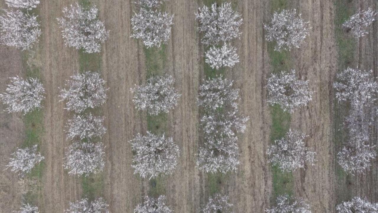 Kartpostallık Manzaralar: Iğdır’da Kayısı Çiçekleriyle Gelen Bereket Umudu