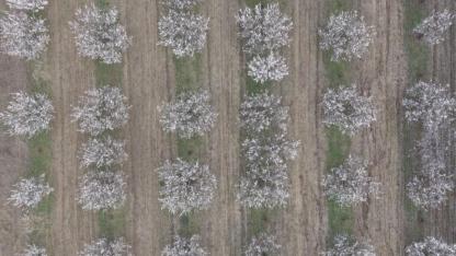 Kartpostallık Manzaralar: Iğdır’da Kayısı Çiçekleriyle Gelen Bereket Umudu