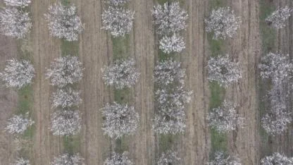 Kartpostallık Manzaralar: Iğdır’da Kayısı Çiçekleriyle Gelen Bereket Umudu