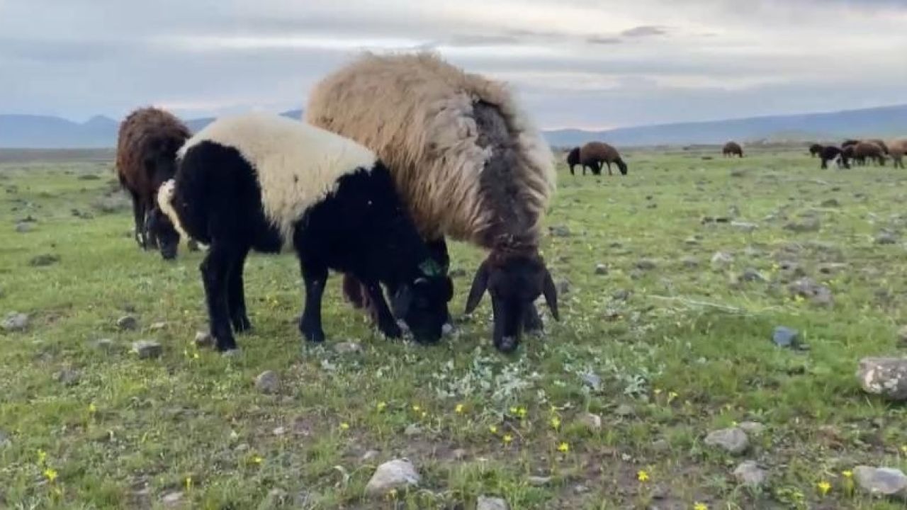 "Kuzuları Annelerinden Ayırmıyoruz": Patnoslu Üreticilerin Bereketli Bahar Umudu
