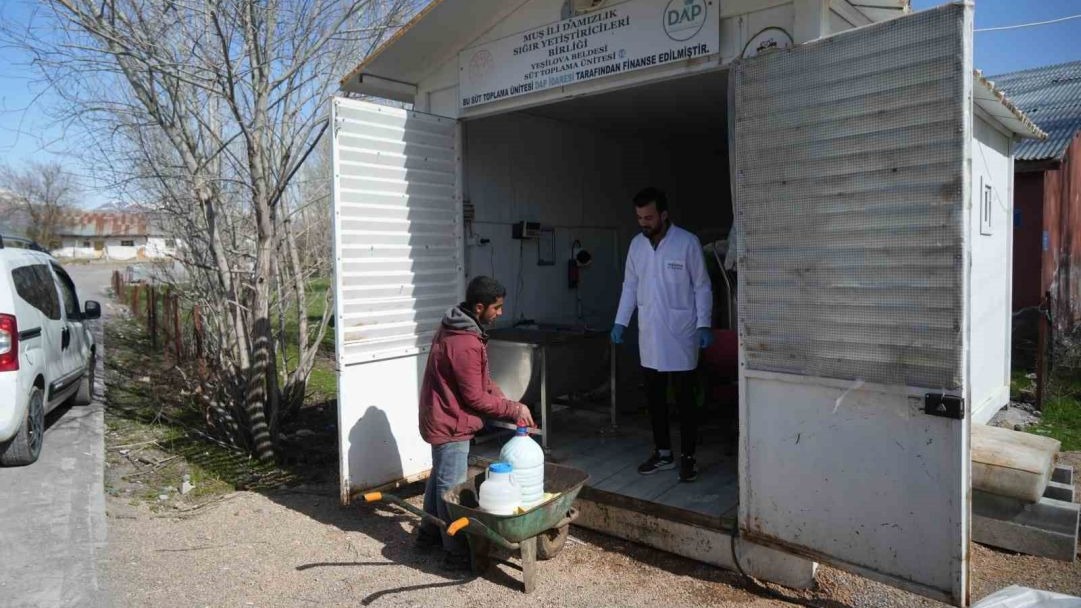 Mandırada 16 TL, Merkezde 24 TL: Muş’ta Süt Üreticisinin Yüzü Gülüyor