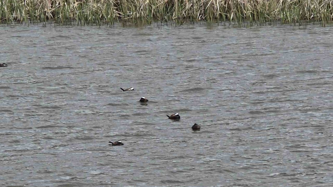 Mavi Gagalı Nadir Misafirler Erçek Gölü’nde