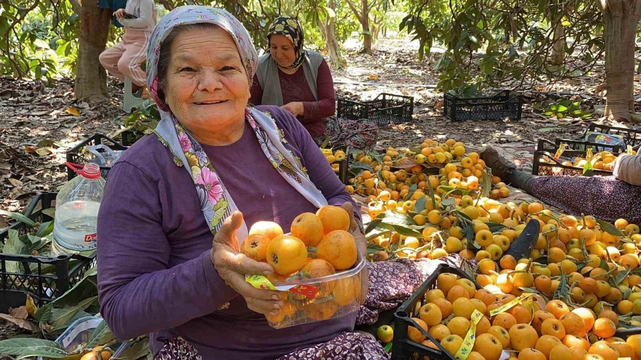 Mersin’de ‘Sarı Altın’ Hasadı Başladı: Fiyatı Yüz Güldürüyor