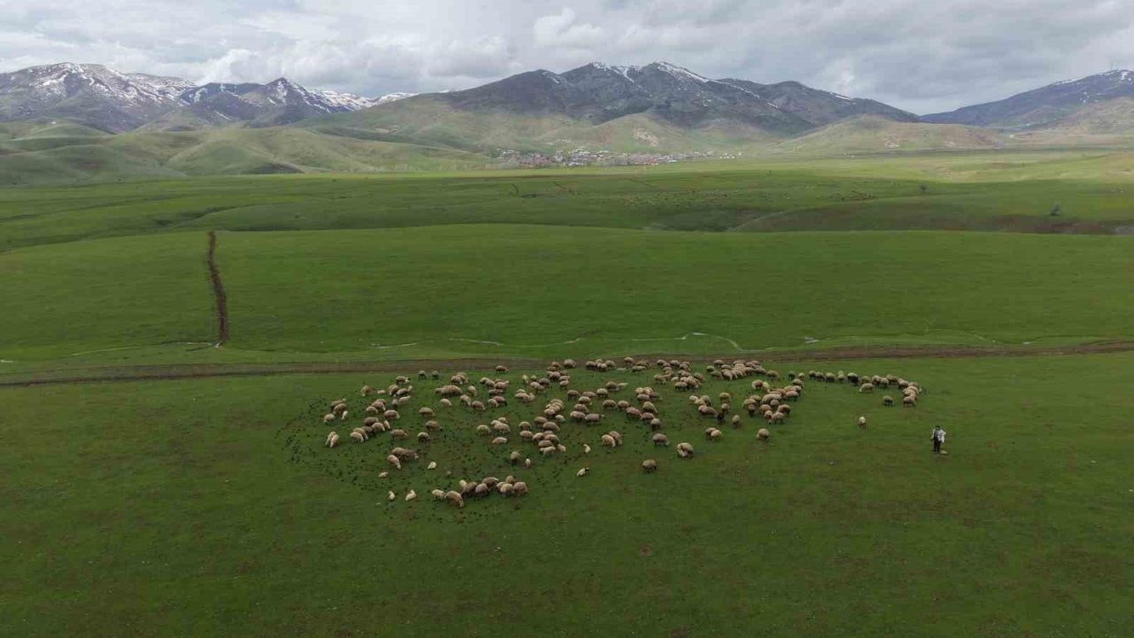 Muş Ovası’nda Sığırcıkların Koyun Sürüsüyle Huzur Veren Dansı