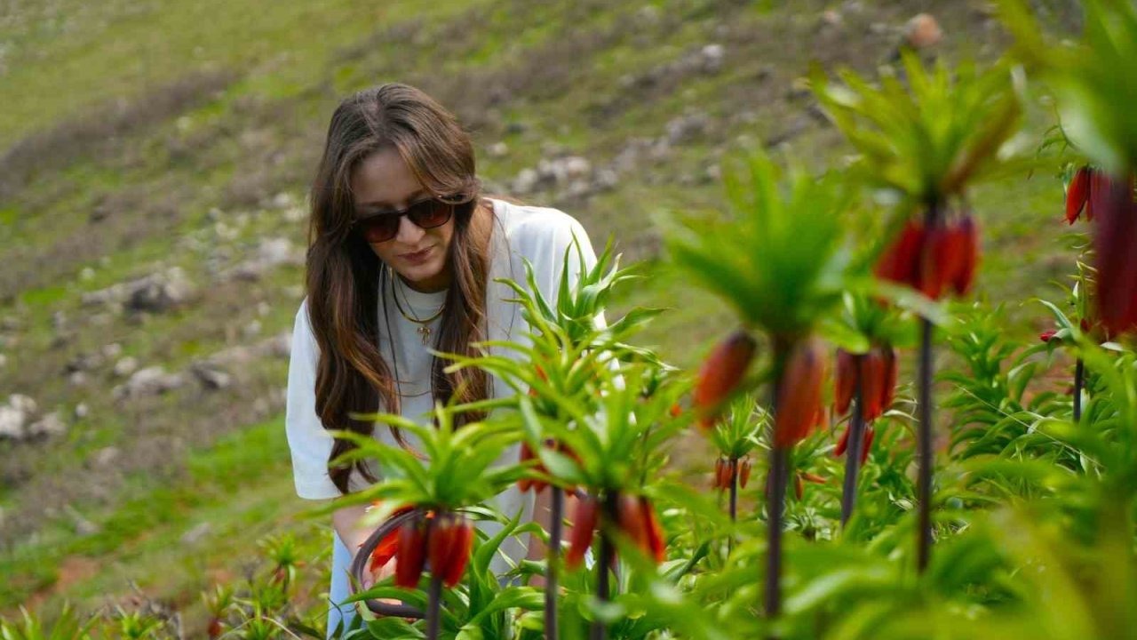 Muş’ta Ters Laleler Açtı: Ağlayan Gelinler Ziyaretçilerini Bekliyor