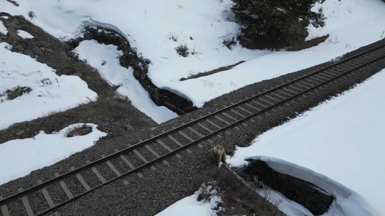 Önce Şaşırdı Sonra Poz Verdi! Kars'ta Boz Ayının Dronla İmtihanı Kamerada