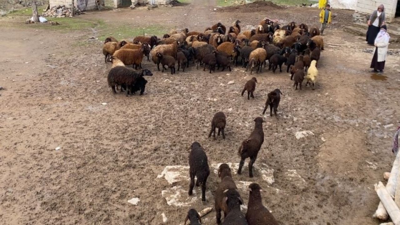Patnos'ta Asırlık Gelenek: Kuzuların Anneleriyle Buluşması Renkli Görüntüler Oluşturdu