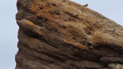 Sadakatin simgesi angıt kuşları sürü halinde görüntülendi