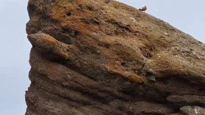 Sadakatin simgesi angıt kuşları sürü halinde görüntülendi