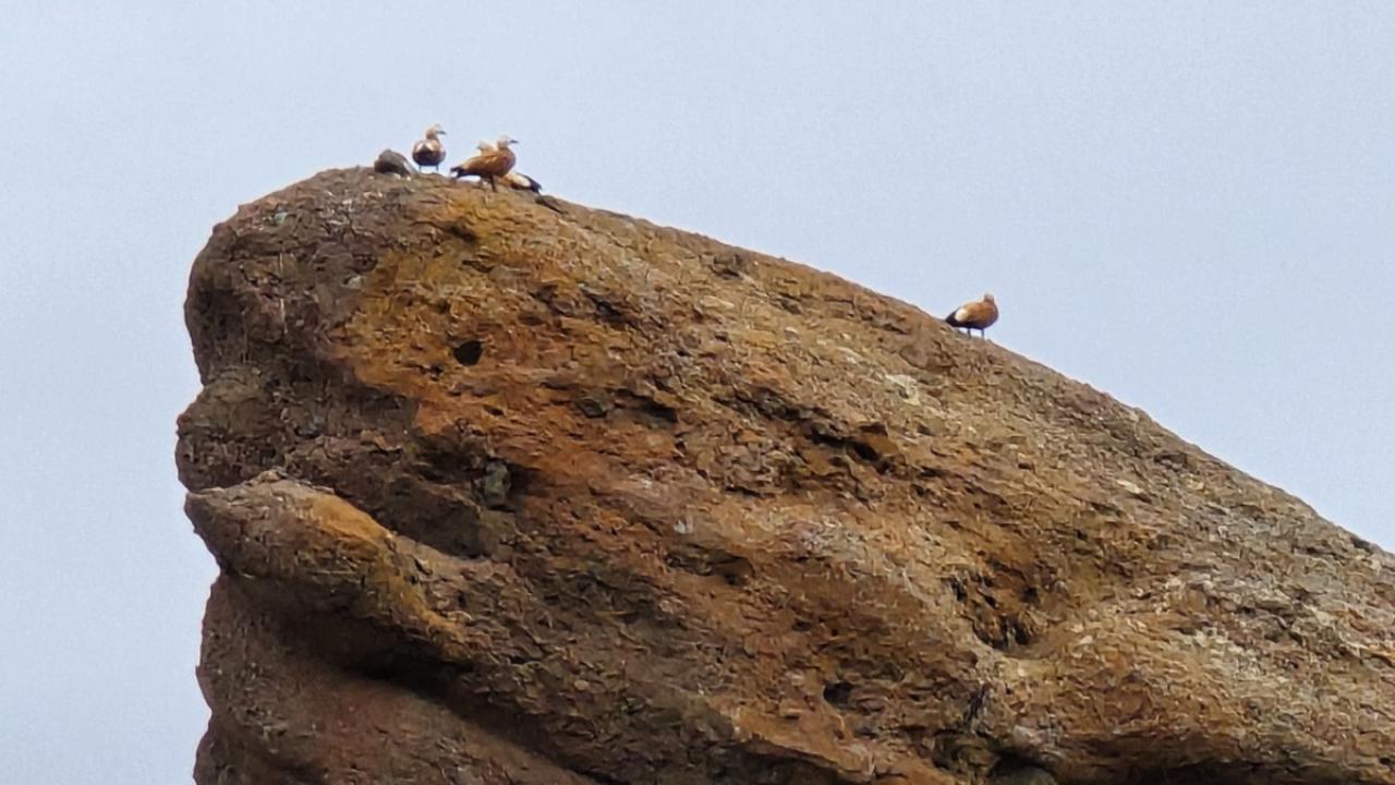 Sadakatin simgesi angıt kuşları sürü halinde görüntülendi