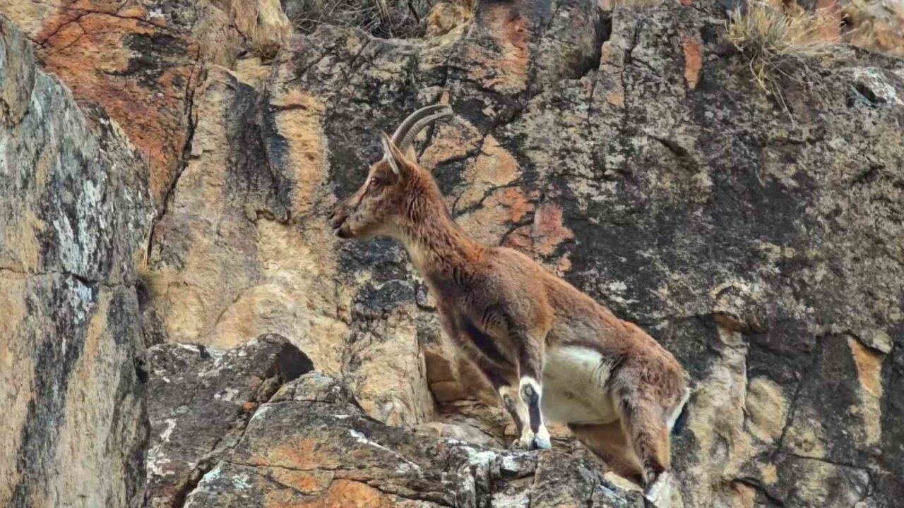 Uzundere’de Görsel Şölen: Dağ Keçileri Karayolu Kenarına İndi